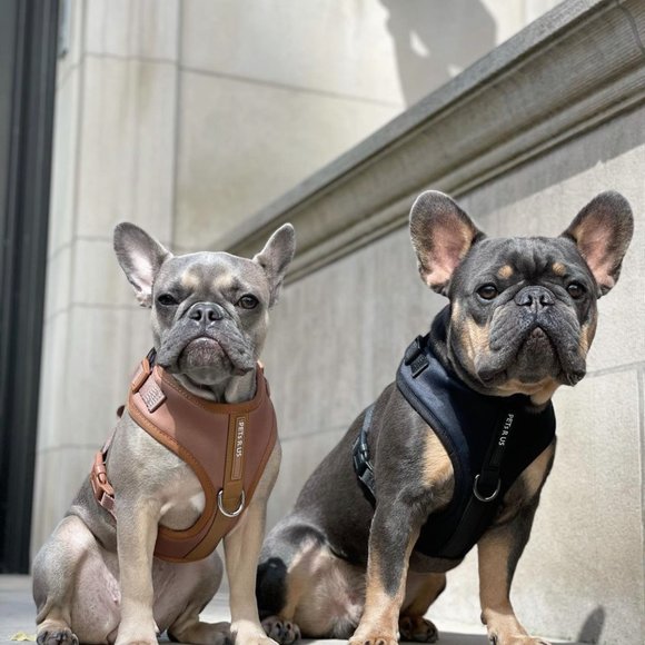 PETsRUS Premium No Pull Dog Harness 2 Leash Clip Bronze Leather Brown Neoprene - Picture 7 of 16